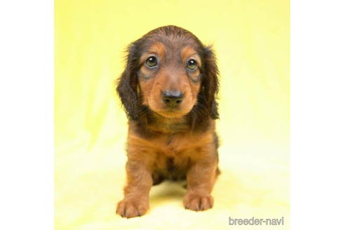 成約済の東京都のカニンヘンダックスフンド(ロングヘアード)-188153の5枚目